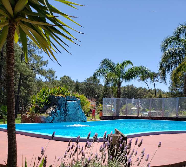 A spacious outdoor swimming pool is surrounded by lush greenery and vibrant palm trees. The water is crystal clear, reflecting the blue sky above. A decorative stone feature adds a natural element to the pool area, while lavender plants line the edge, providing a colorful touch.