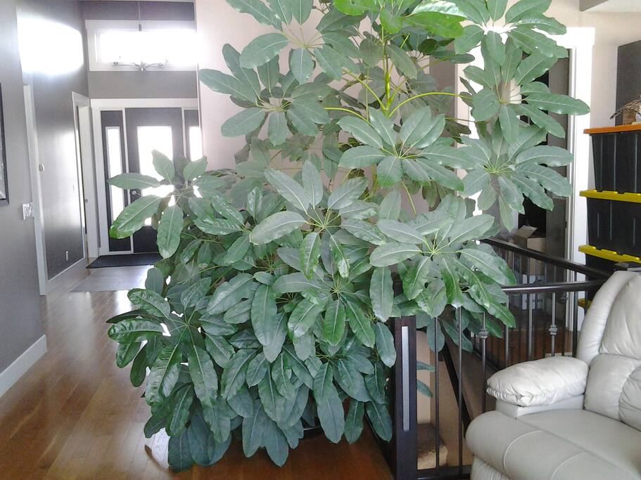 Livingroom Entrance