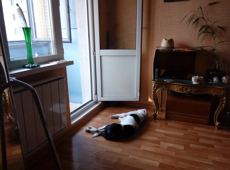 The view to the balcony, dog is just visiting
