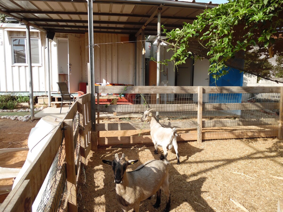 Two goats are observed in a fenced area with natural ground cover of straw. The nearby refurnished camper studio is partially visible, along with a covered outdoor space containing seating. A blue structure is seen on the side, suggesting additional functionalities.