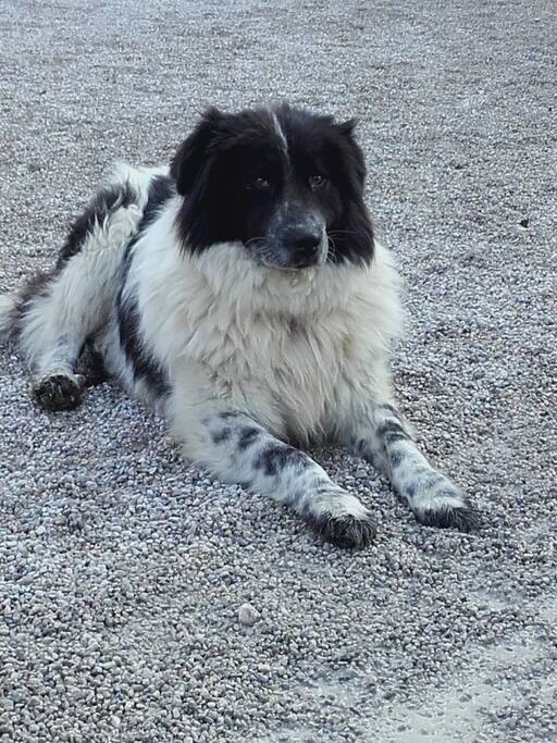 Unser Hund Balu