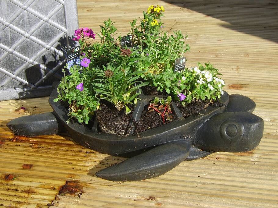 A turtle on the decking?