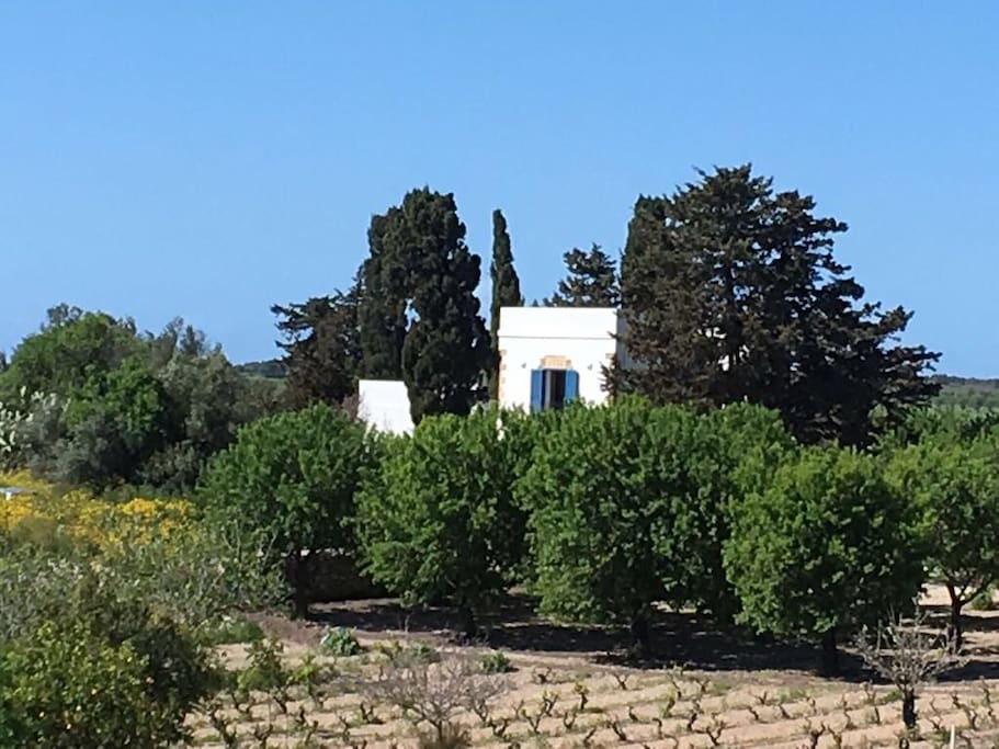Surrounding vineyard and trees