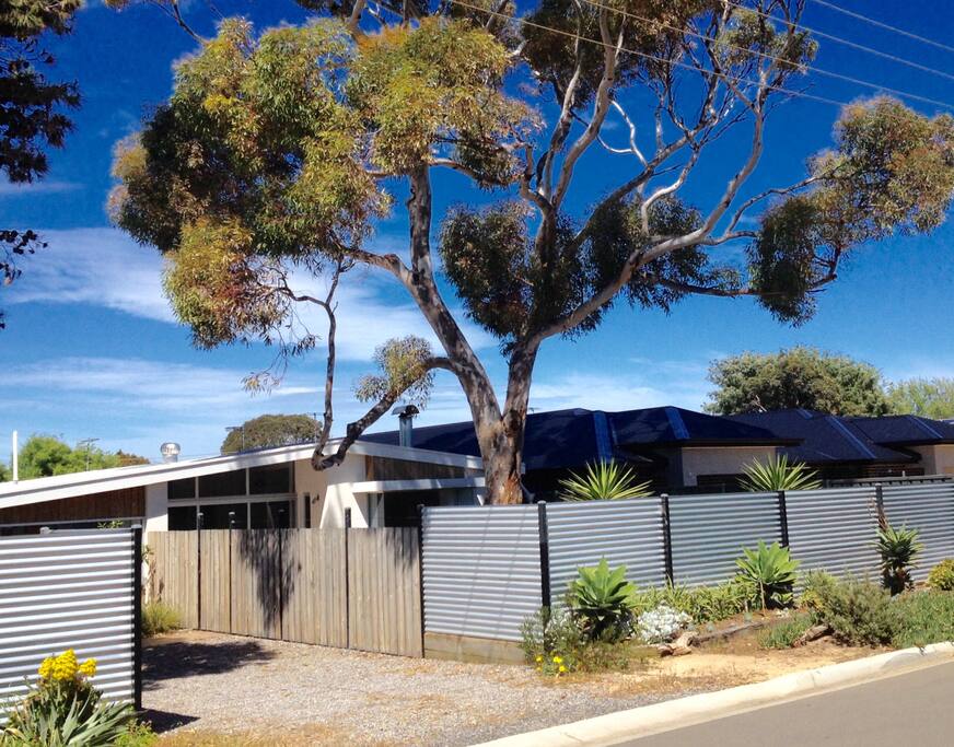Large quiet street shaded by eucalyptus.