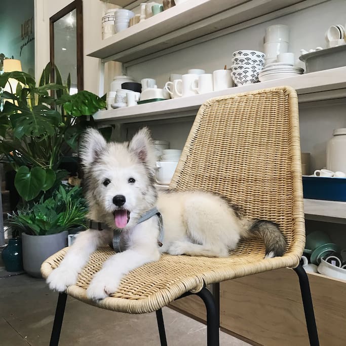His name is Nấm!! Nấm means Mushroom.
We have a cat and a dog. They are friendly and really sweet!