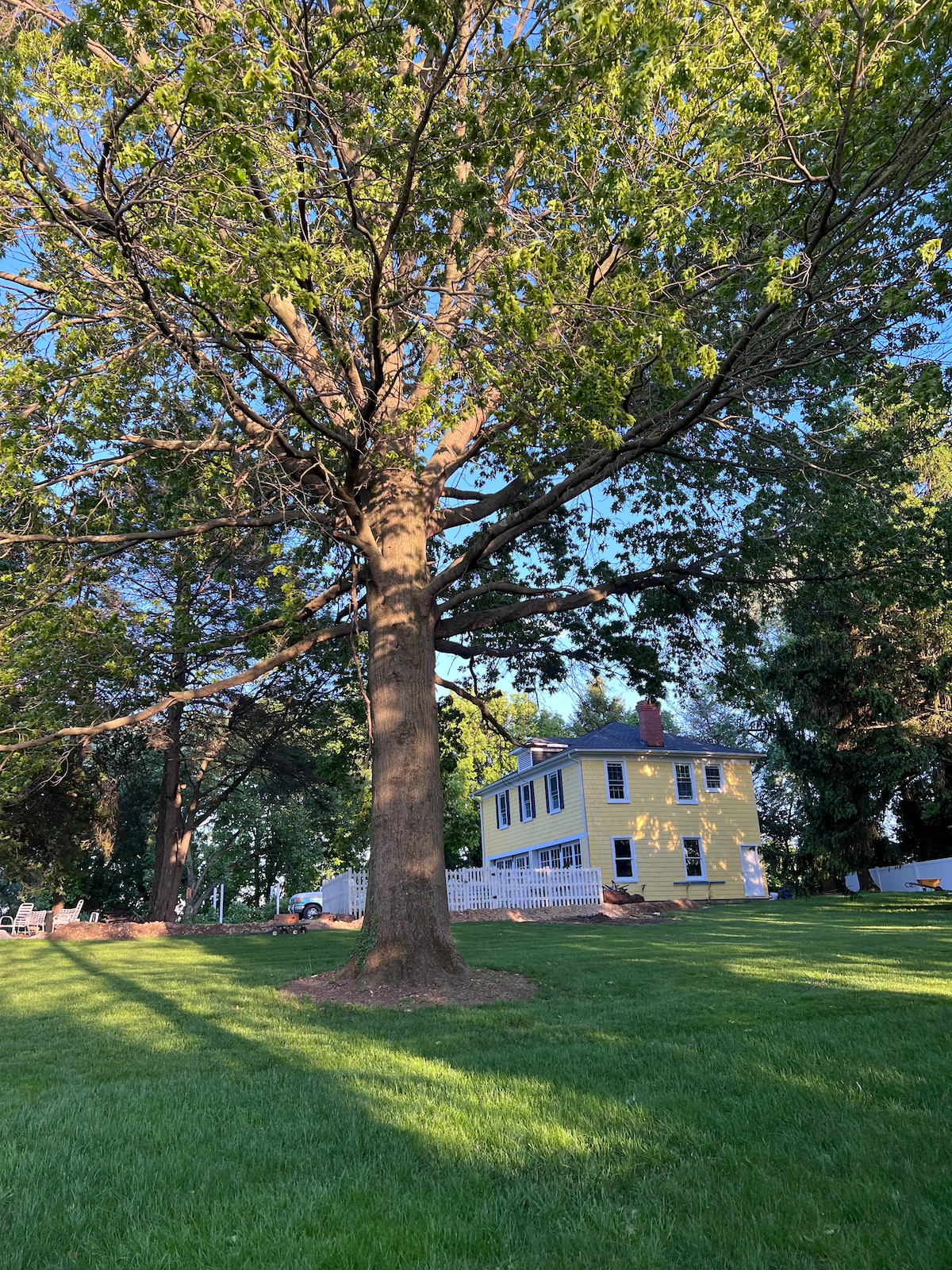 A large tree stands prominently on a lush green lawn, casting soft shadows on the grass. In the background, a charming yellow house is partially visible, surrounded by manicured landscaping and the serenity of the expansive grounds.