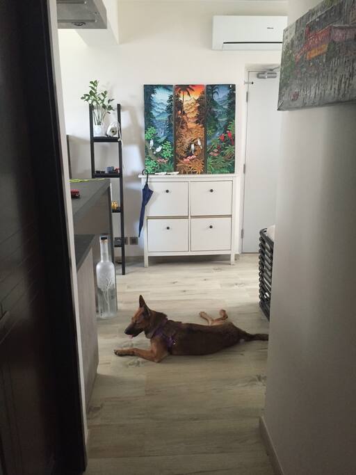 Fresh bright and light with two resident pups