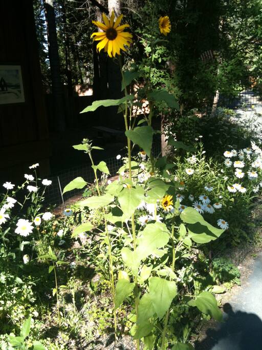 Our Garden..