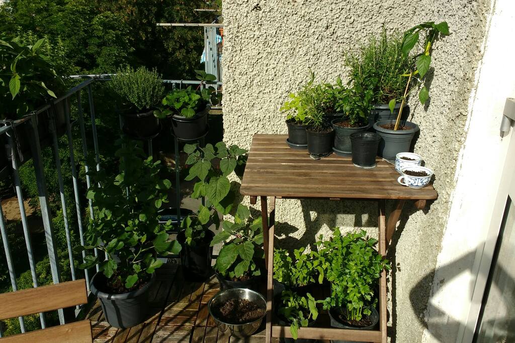 Kleiner Kräutergarten