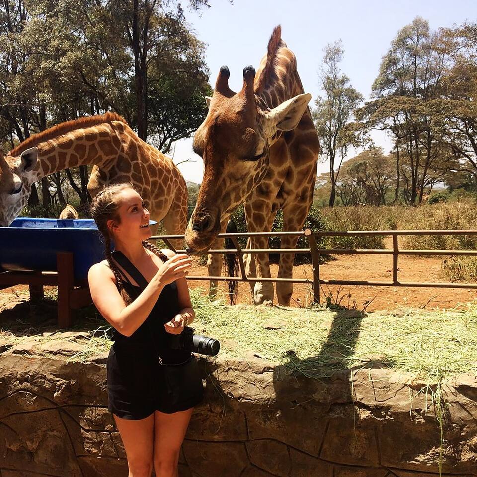 Two giraffes are observed in a natural setting, one reaching towards a person standing by a feeding area. The scene captures the lush greenery of the surroundings, with a wooden fence demarcating the area. The giraffes are characterized by their long necks and distinct patterns.