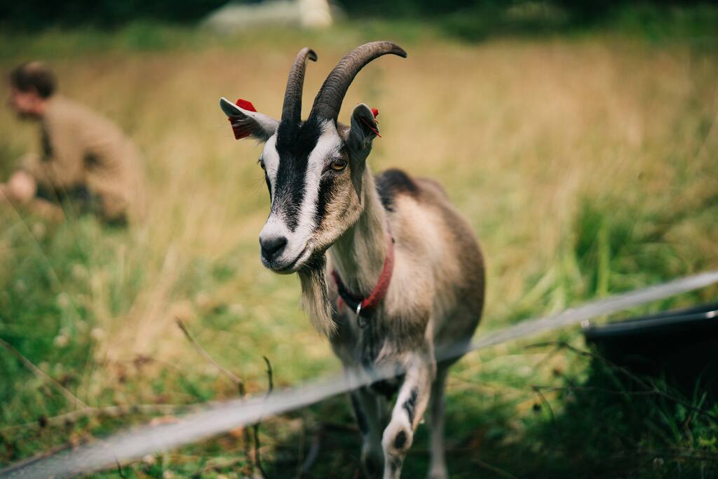 we have goats, chicken and rabbits