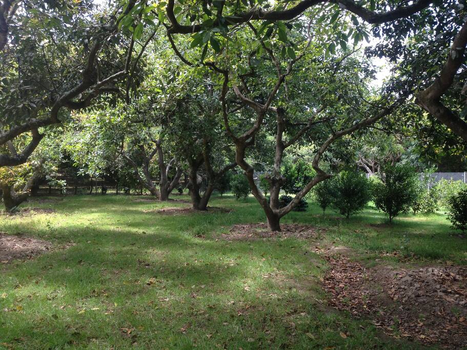 Arboles frutales