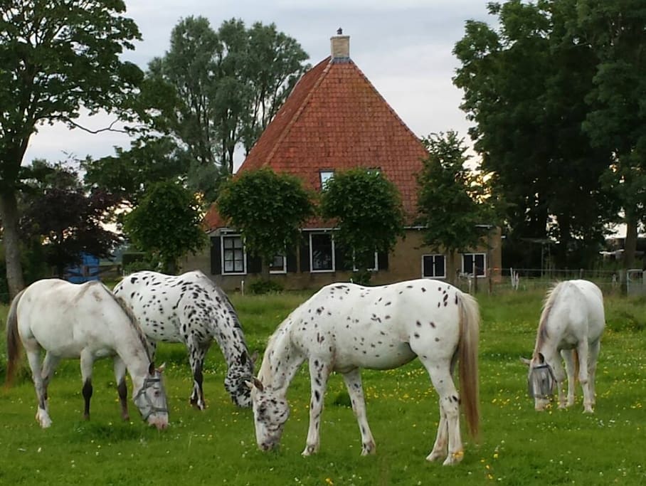 Voorkant van de boerderij met de paarden ervoor in het weiland