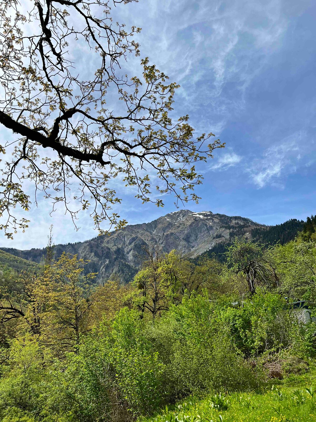 Lush greenery fills the foreground, with a variety of trees and foliage visible. A majestic mountain rises in the background, showcasing rocky terrain under a partly cloudy sky. Sunlight filters through the leaves, creating a serene and tranquil setting.