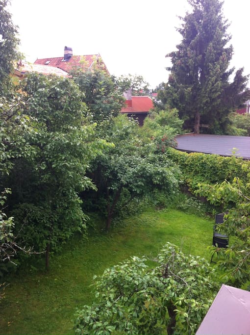 The garden
