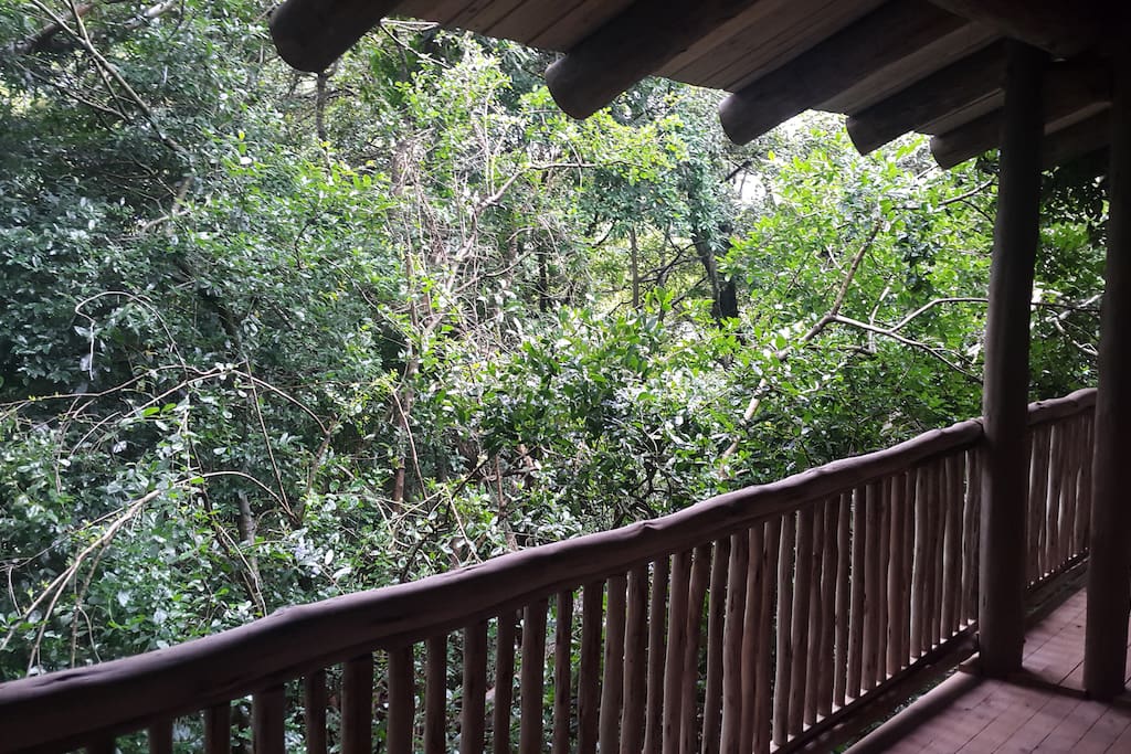 View into the treetops from the balcony