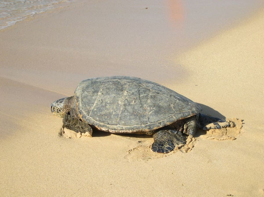 Frequent visitor to Poipu Beach