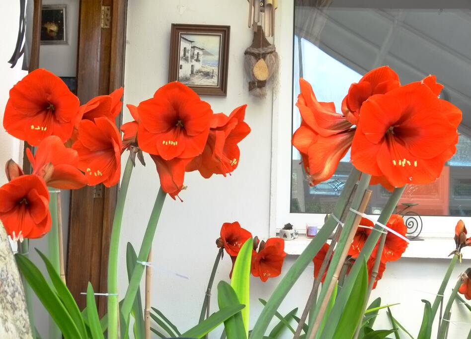 Perennial Exotic Visitors in April & May