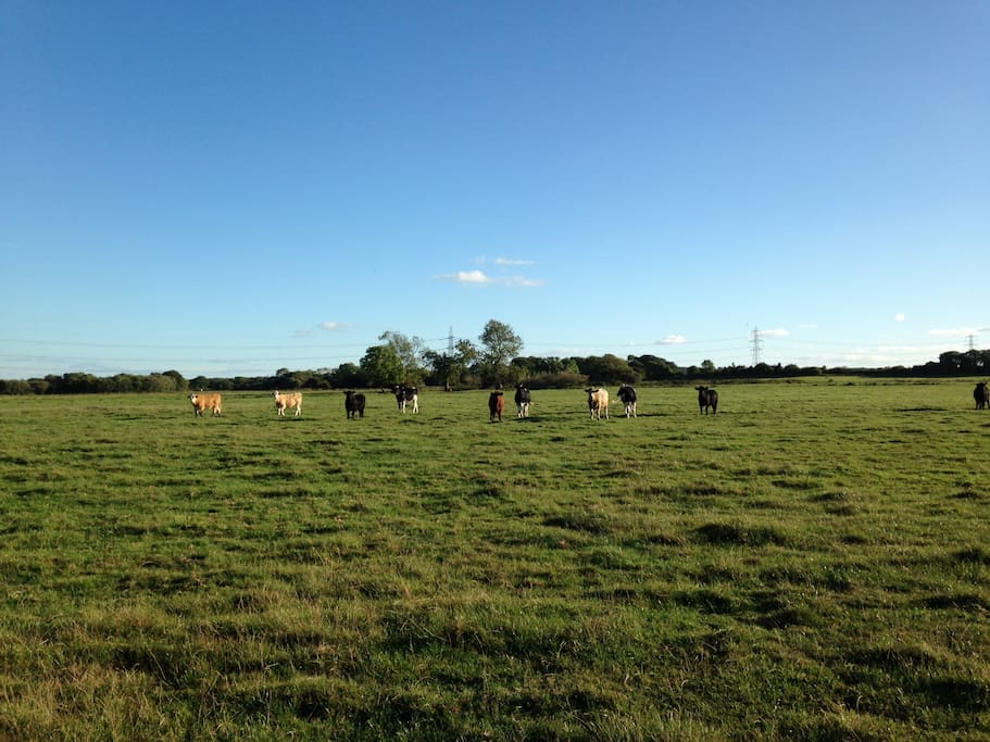 Cattle in the meadows - just a few minutes walk