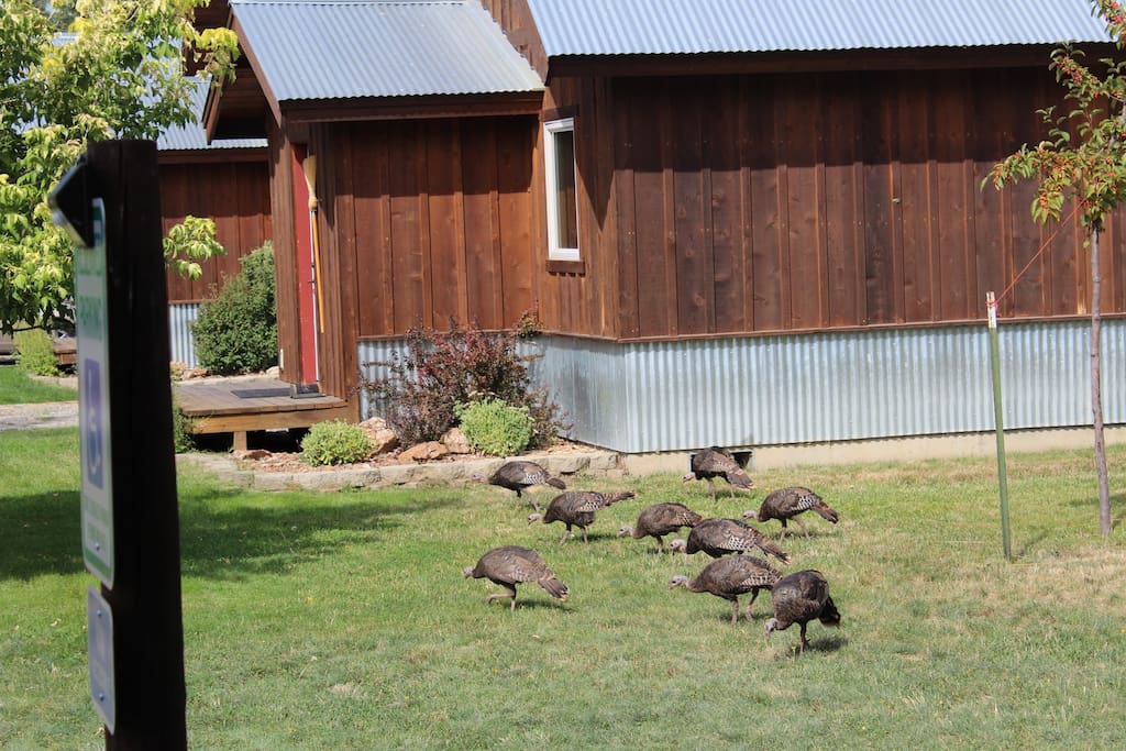 Turkeys! Just one of the amazing animals you might see while in town.