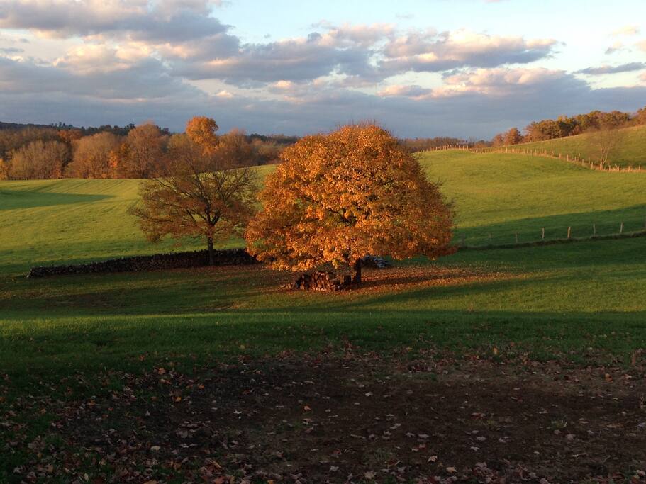 Fall foliage as seen from the ranch house