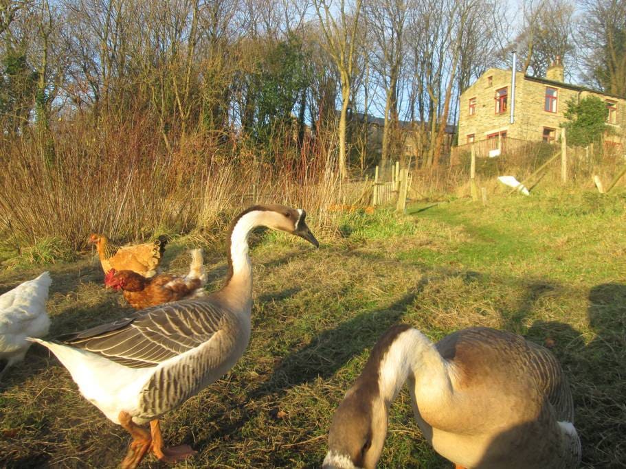 Geese, hens & our house