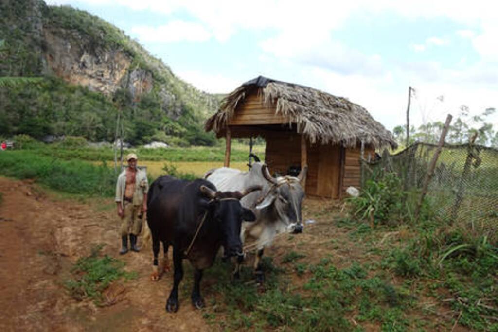 Campesinos viñaleros