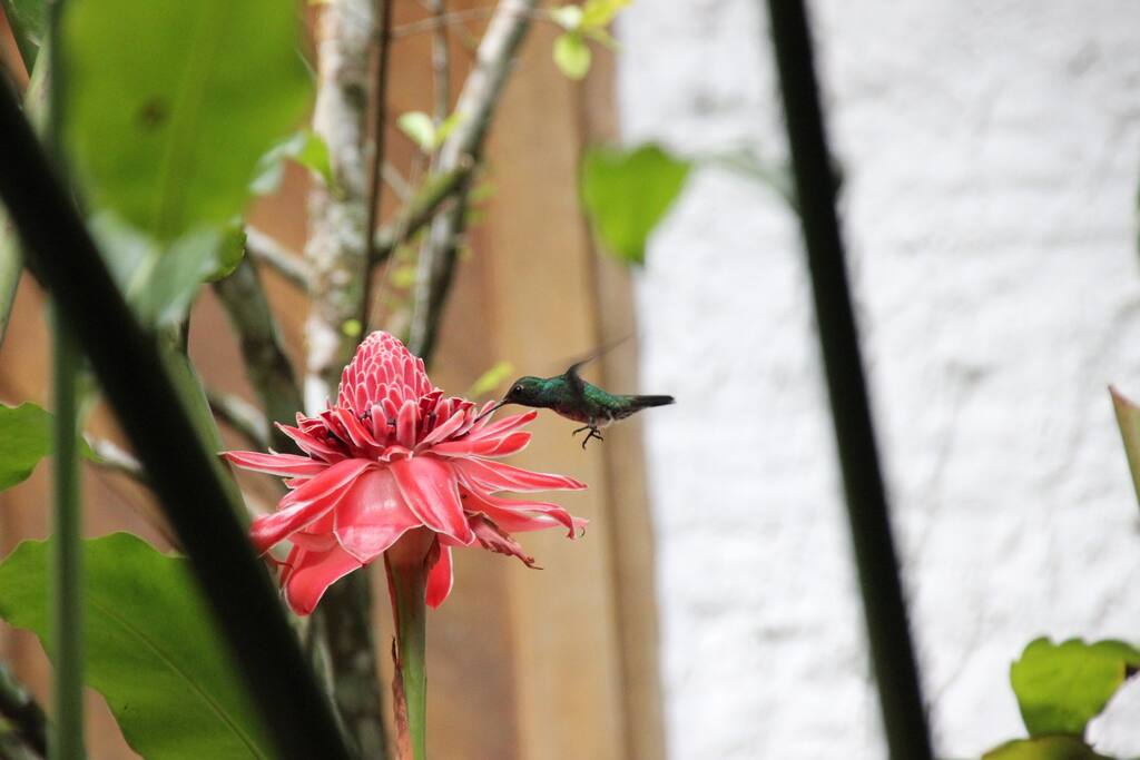 Avifauna en el jardín de malokamazonas