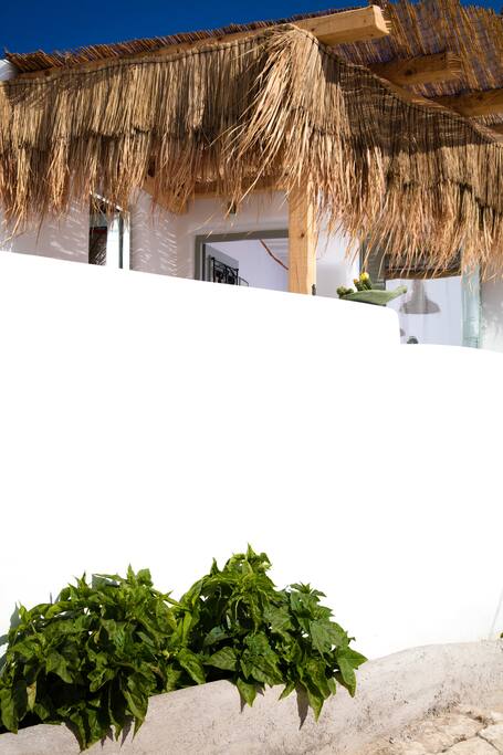 House side wall with plants