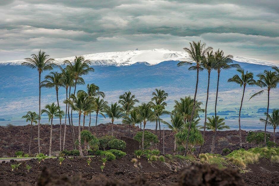 A striking landscape is depicted, featuring a foreground of palm trees against a backdrop of snow-capped mountains. The scene showcases a mix of rugged black lava rock, vibrant greenery, and a moody sky with soft clouds, typifying the natural beauty of the region.
