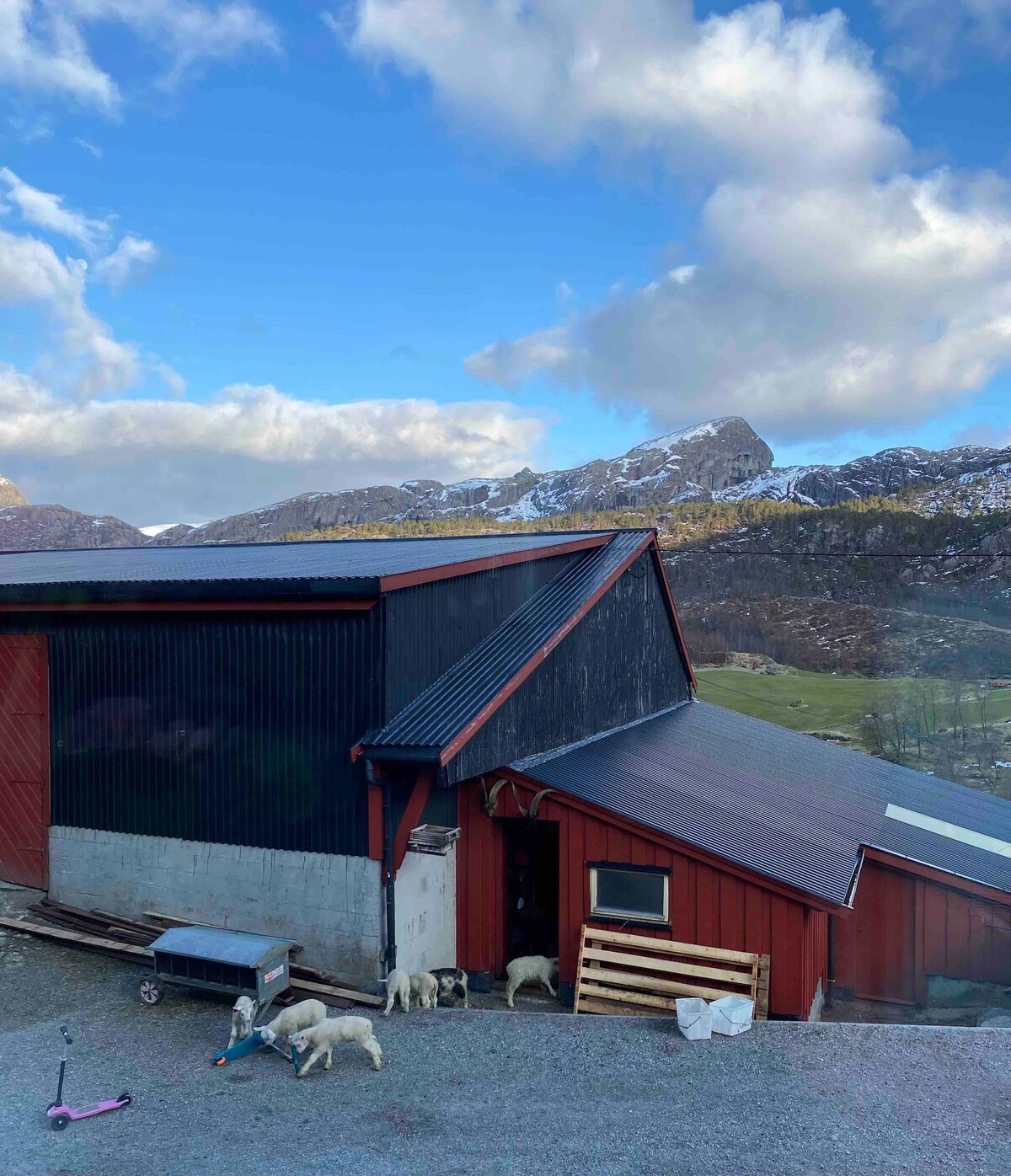 A traditional red and black farm building is set against a backdrop of rocky mountains, partially covered with snow. A gravel area is visible in the foreground, featuring a small cart and several sheep near the barn entrance.