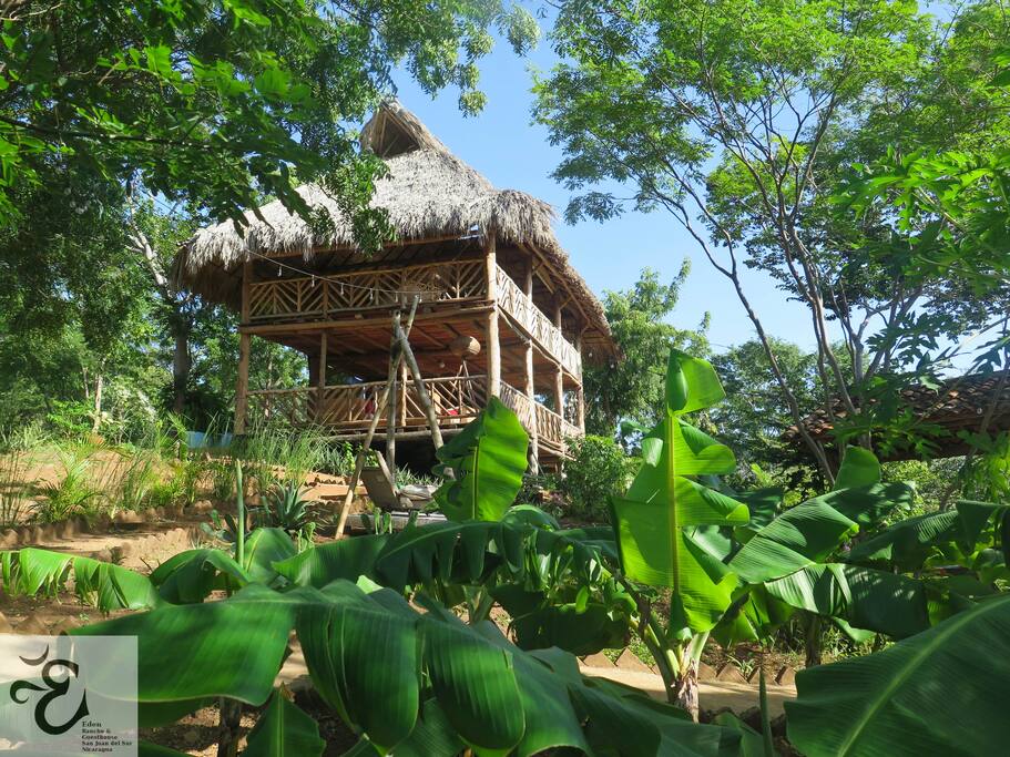 Banana trees surround the main house