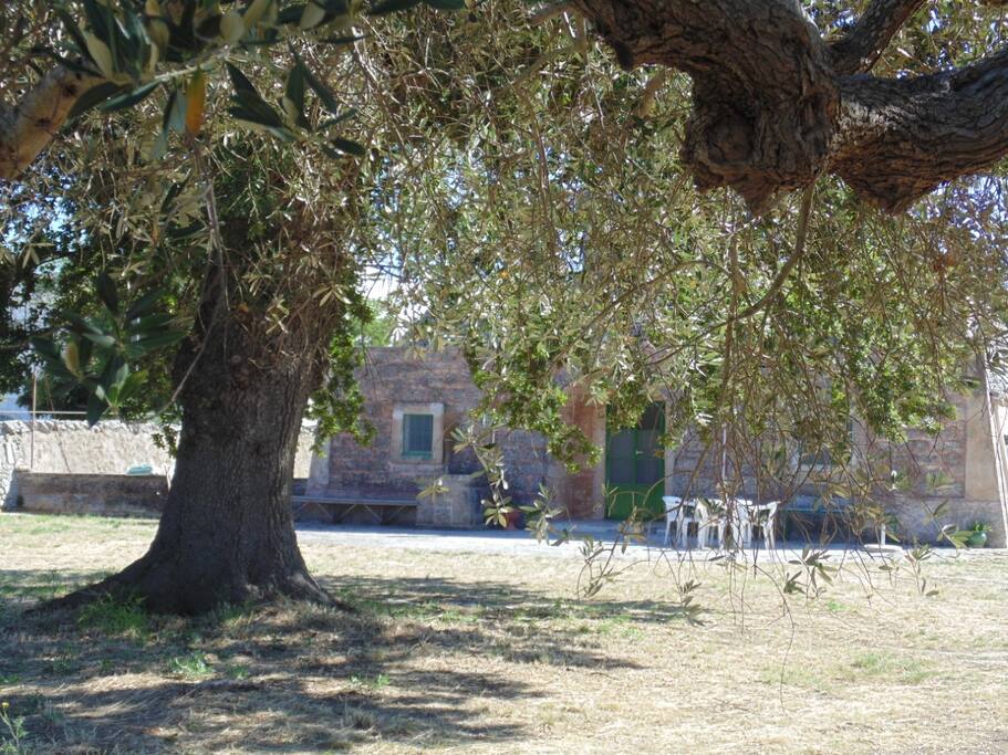 Quercia secolare
