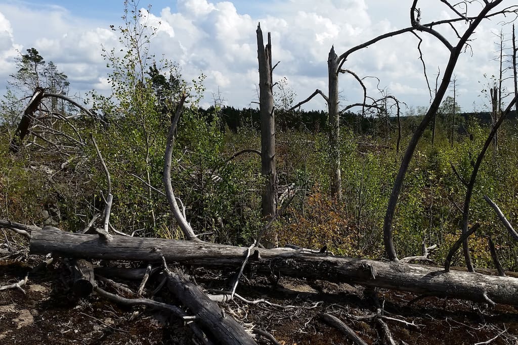 From a walk in Tyresta National Park.