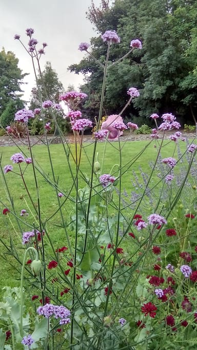 Summer Valerian