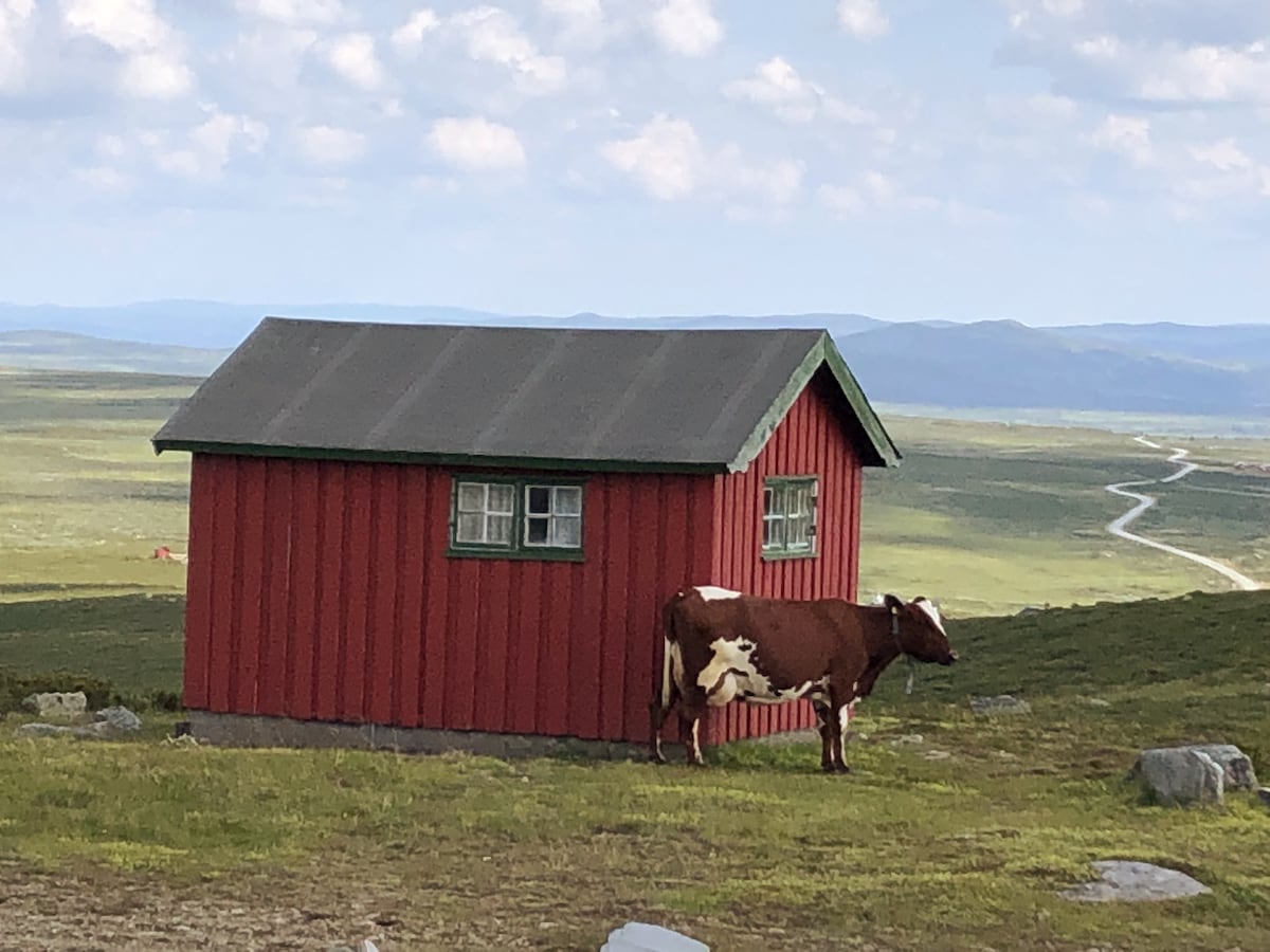 A simple red cabin is situated on a grassy landscape, with a cow grazing nearby. The cabin features three small windows and a sloped roof. Rolling hills and a distant road stretch out in the background, underscoring the cabin's remote location in nature.
