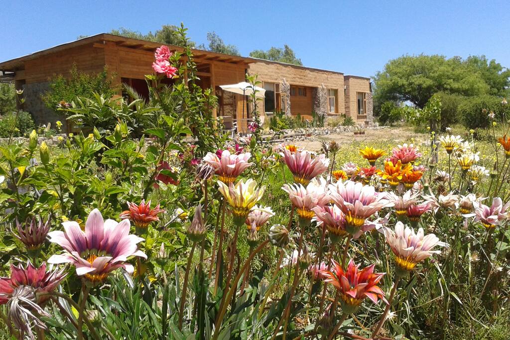 Wild flowers in our wild eco-friendly garden