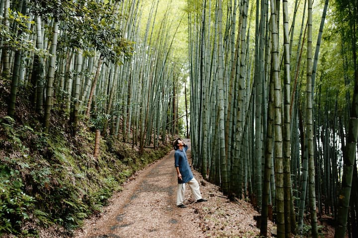 Japan forest