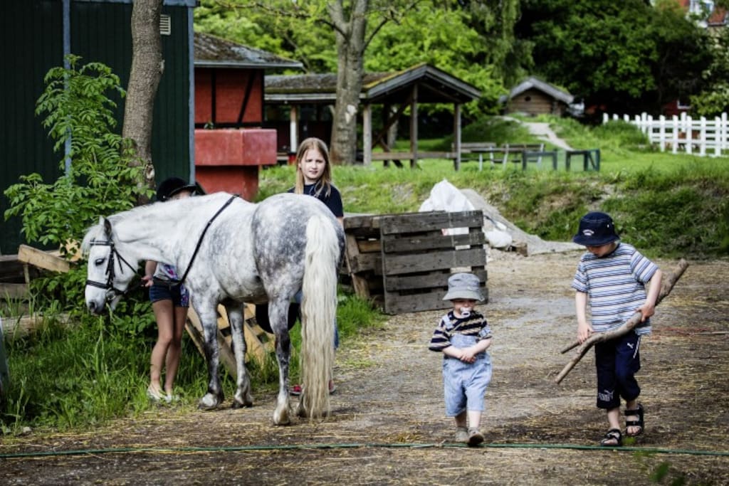 The children's animal field ("Børnenes Dyremark") Here you will find horses, rabbits, sheeps and chickens. Only 2 minutes walk from the house.