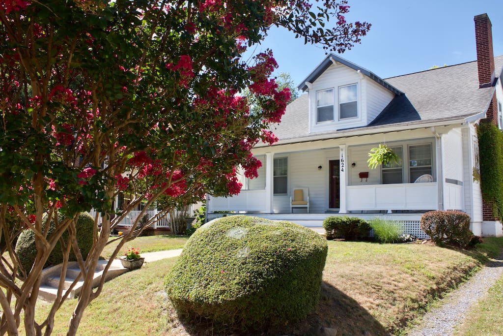 Crepe Myrtles in Full Bloom