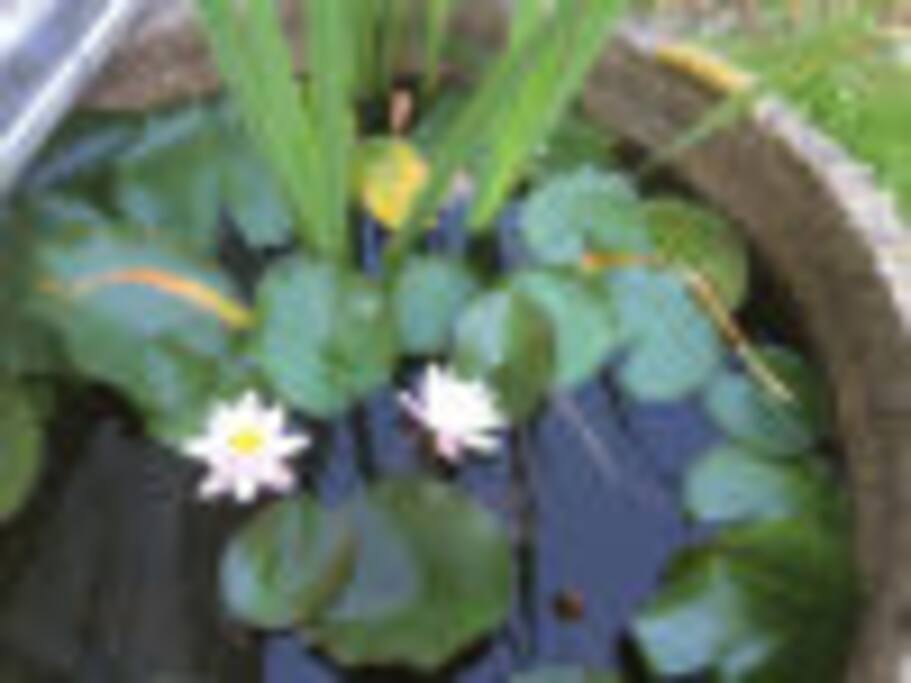plan d'eau