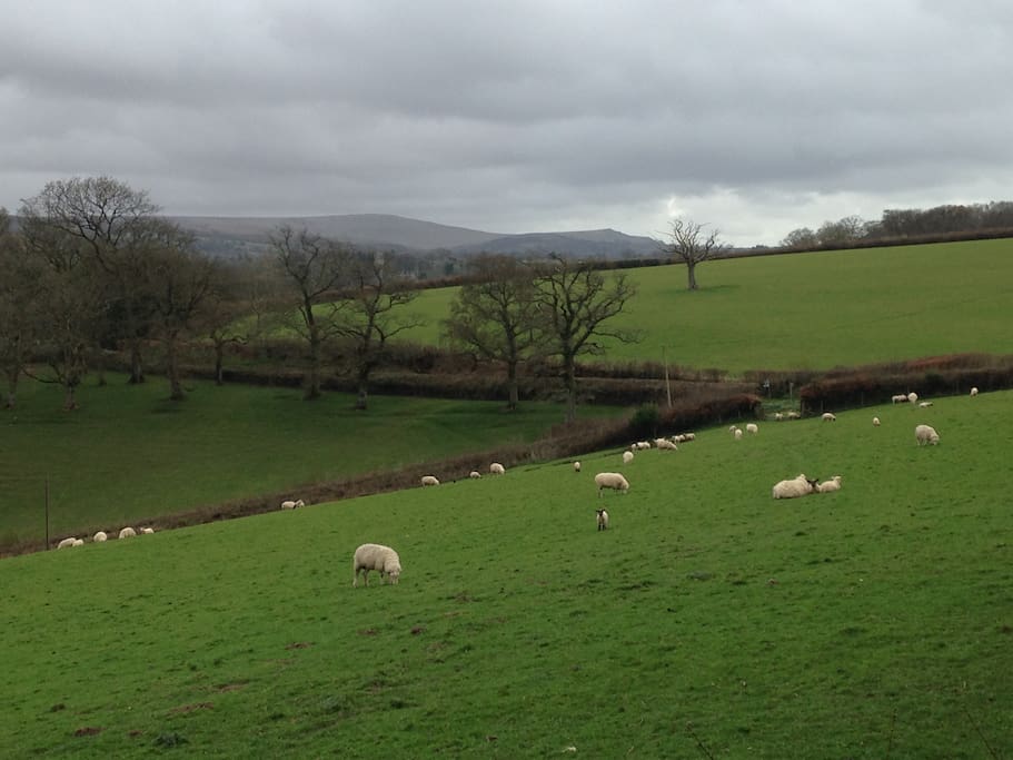 View from Meadow Sweet, lovely countryside with Dartmoor National Park on the sky line