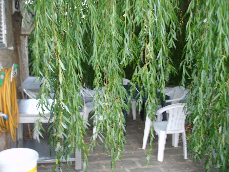Lazer à sombra de um frondoso chorão