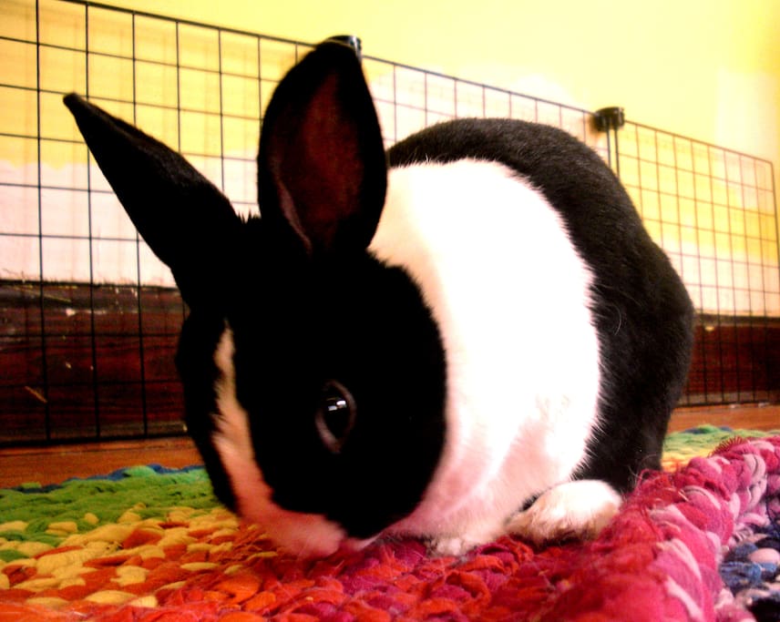 Optional bunny friend