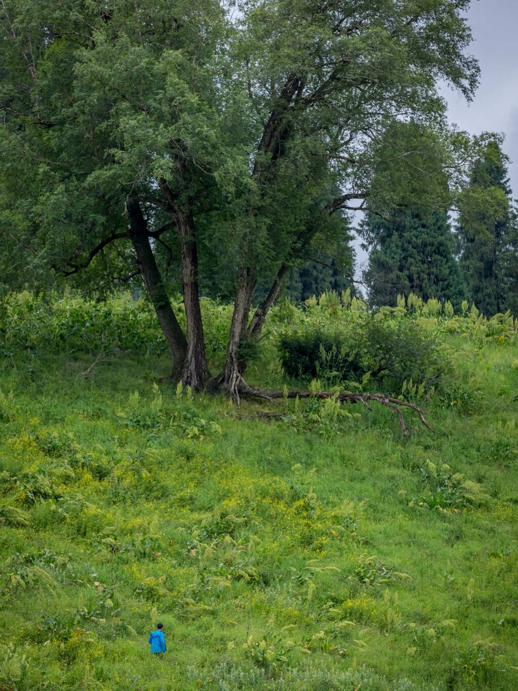 那是群成群结队的德鲁伊 伊犁哈萨克自治州旅游攻略 尽在airbnb爱彼迎