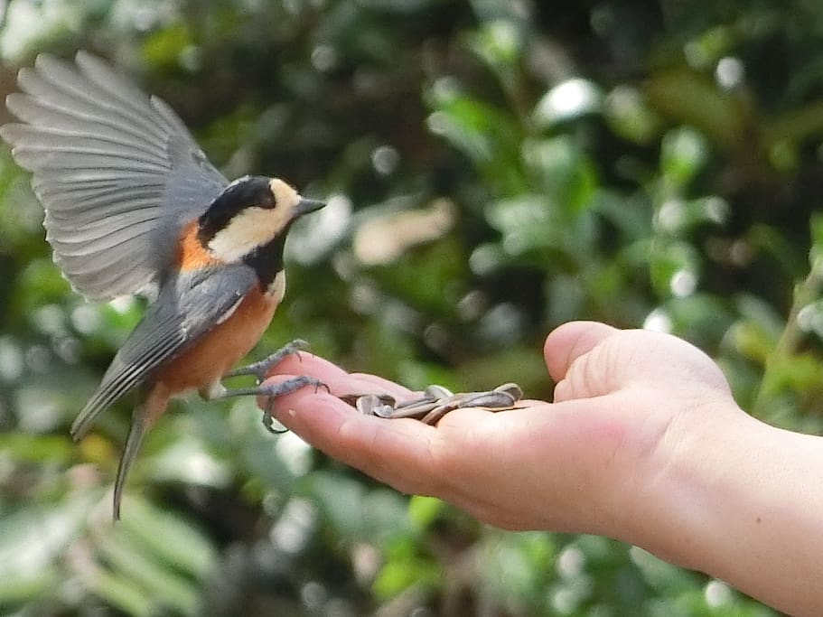 feeding little bird in the morning