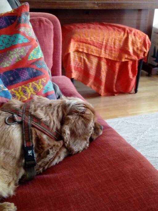 Kanske kommer du träffa min hund Golda