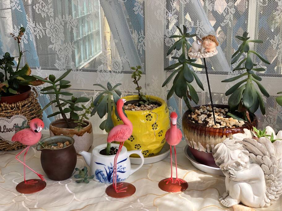 一楼阳台的花花