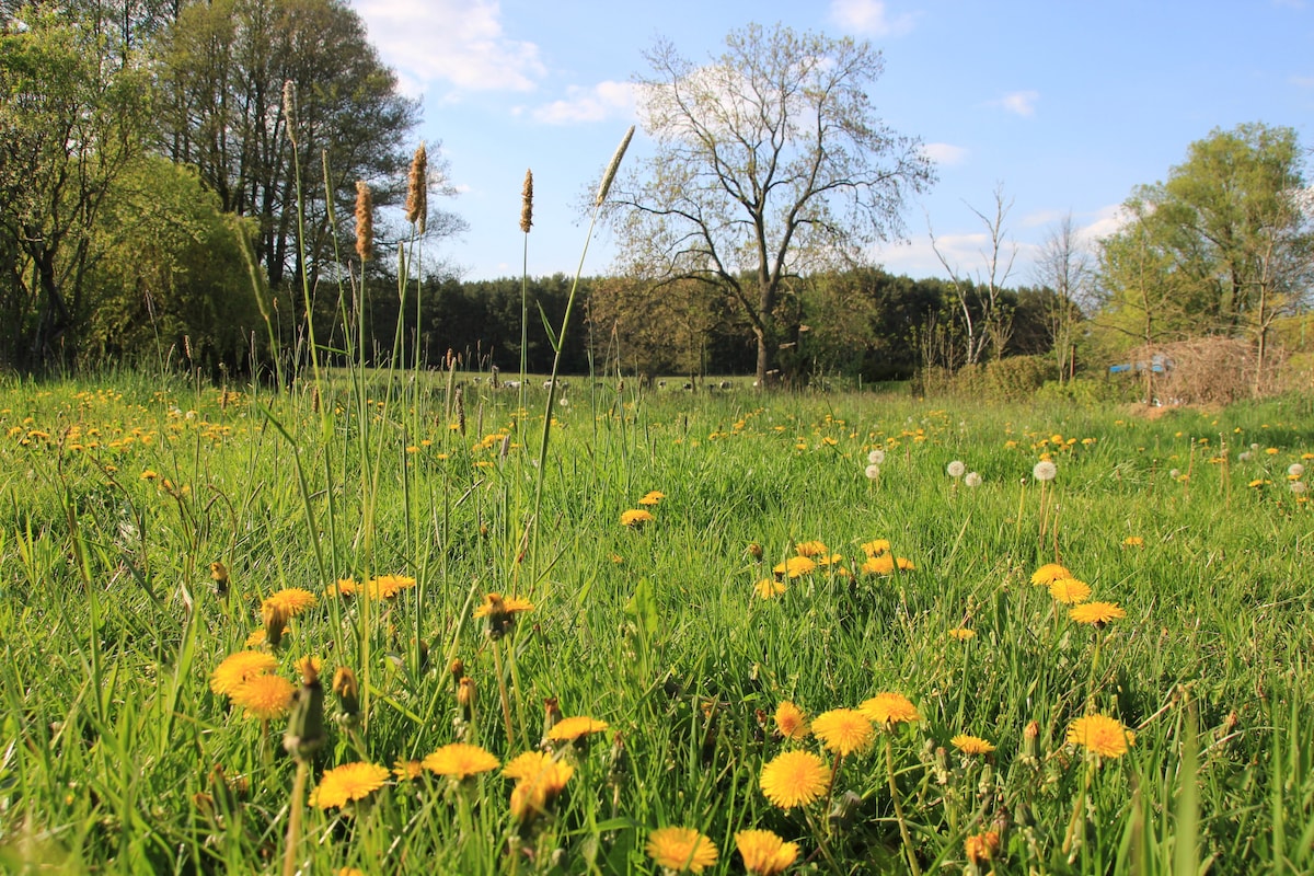 A lush green meadow is filled with vibrant yellow dandelions and tall grasses. Various wildflowers dot the landscape, while trees stand in the background under a clear blue sky. The scene captures the tranquility of nature, providing an inviting outdoor view.