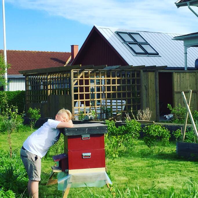 Våran första bikupa.